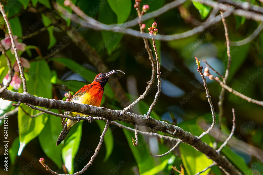 Fototapeta premium A colorful tiny Mrs.Gould's sunbird perch on Wild Himalayan Cherry branch and sticking out long tongue
