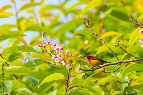 A colorful tiny Mrs.Gould's sunbird perch on Wild Himalayan Cherry branch