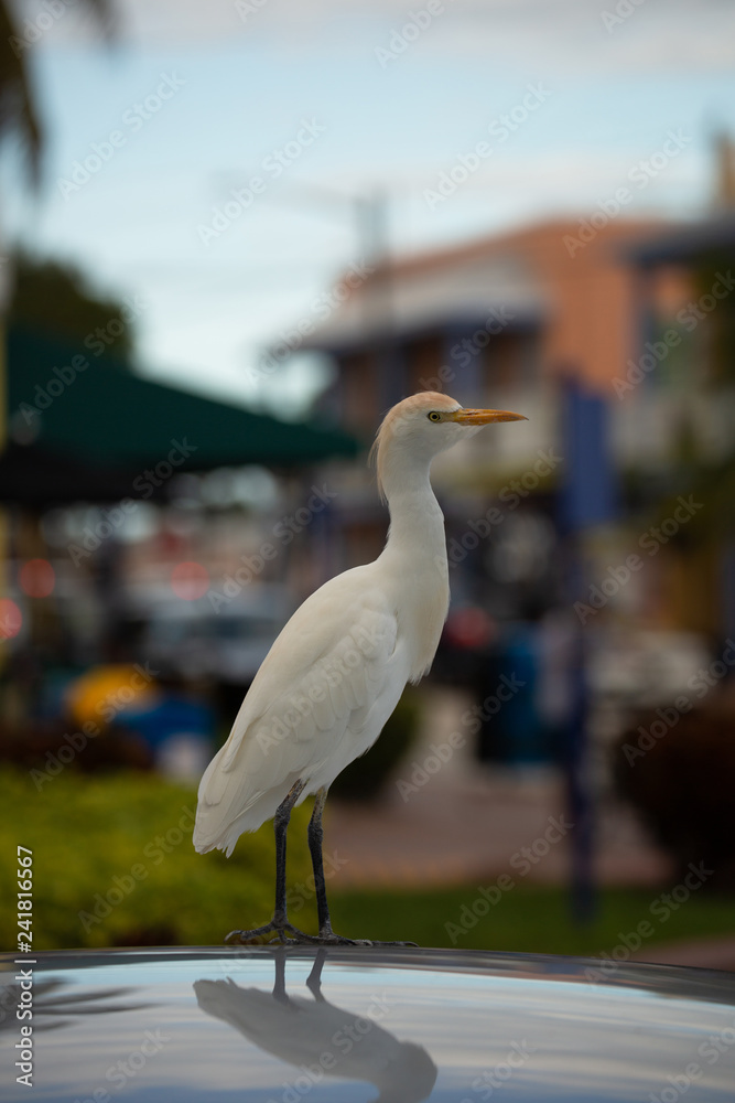 Obraz premium A small White Heron Standing on the roof of the car in the City.