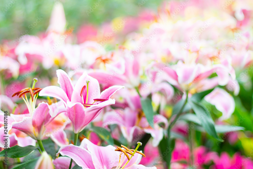 Colorful lily flowers meadow Spring nature background for graphic and card design