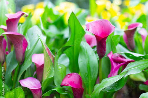Colorful calla lily flowers meadow Spring nature background for graphic and card design