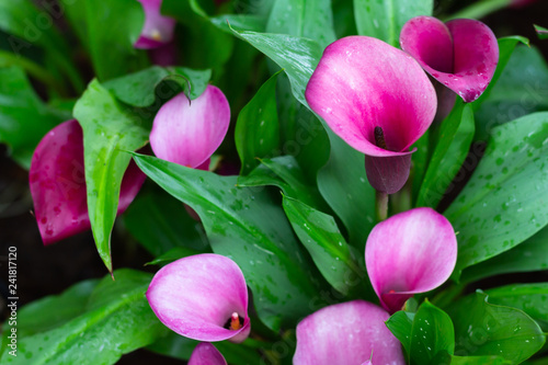 Colorful calla lily flowers meadow Spring nature background for graphic and card design