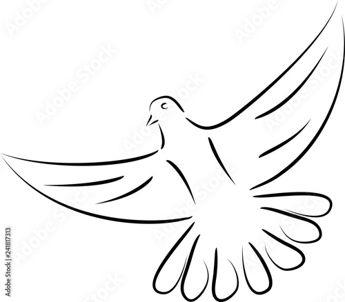 Taube, Vögel, Taube im Flug