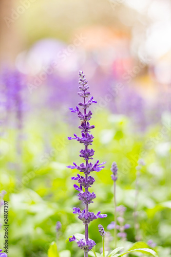 Colorful Blue Salvia flowers meadow Spring nature background for graphic and card design