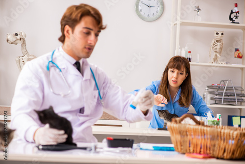 Doctor and assistant in vet clinic checking up kitten