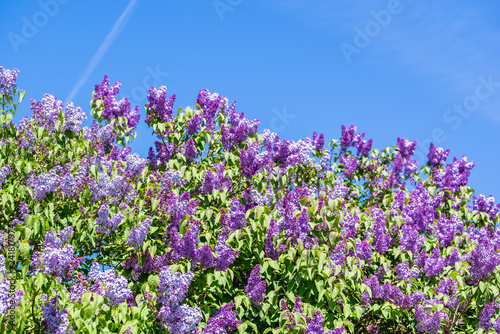 Spring blossom of lilac, branches with flowers on sky background