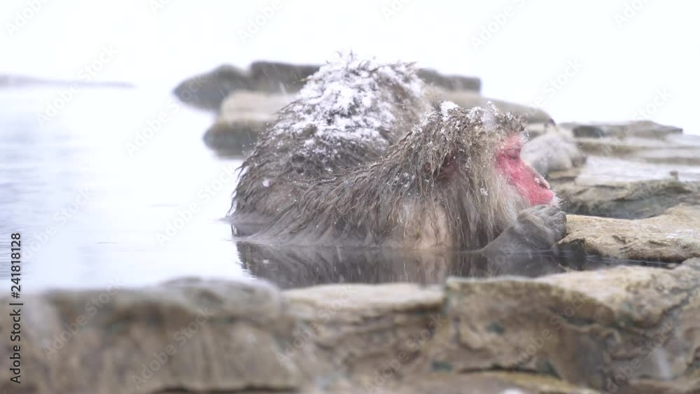 温泉に入浴して疲れをとる日本ザル(snow monkey) 温泉に入浴して疲れをとる日本ザル(snow monkey)