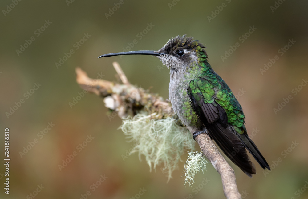 Fototapeta premium Hummingbird in Costa Rica 