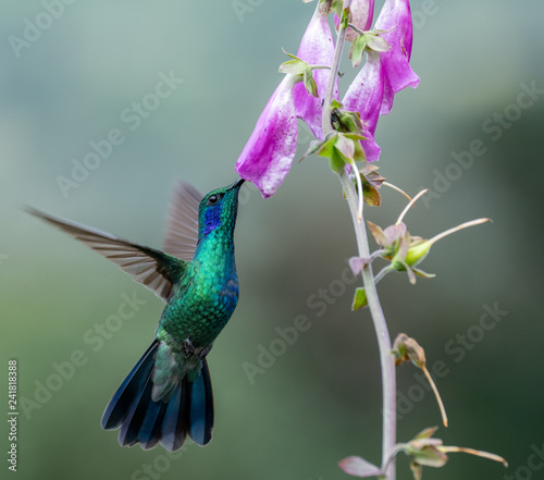 Hummingbird in Costa Rica  © Harry Collins