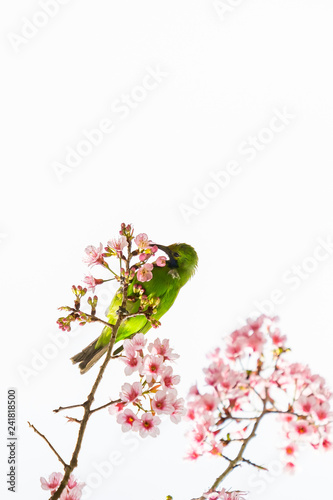 A colorful male Golden-fronted Leafbird feed on wild himalayan cherry flower