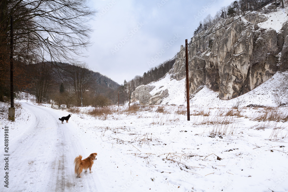 A touristic trail in Ojców, Poland. Winter's landscape. A touristic trail in Ojców, Poland. Winter's landscape.