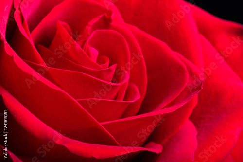 rose Bud closeup of velvet petals, the flower on the entire frame