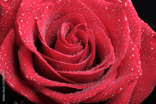 Fototapeta Naklejka Na Ścianę i Meble -  on a dark background close-up of a red rose with water drops