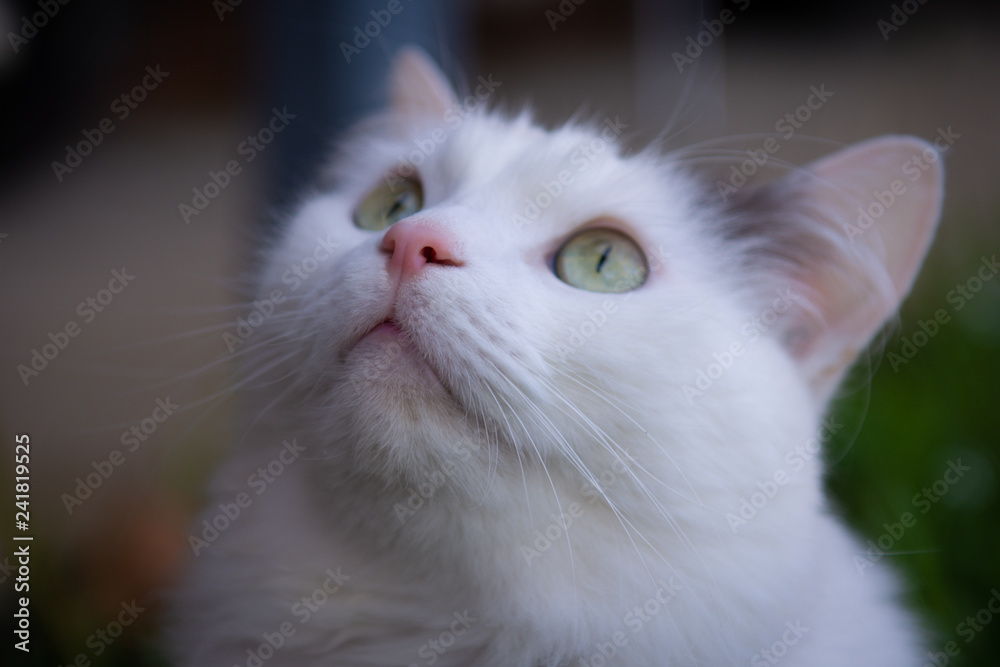 White cat close up White cat close up