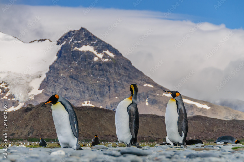 Fototapeta premium Three King Penguins - Aptenodytes patagonicus - Walking in line with a mountain in the background. Salisbury plains, on South Georgia Island.