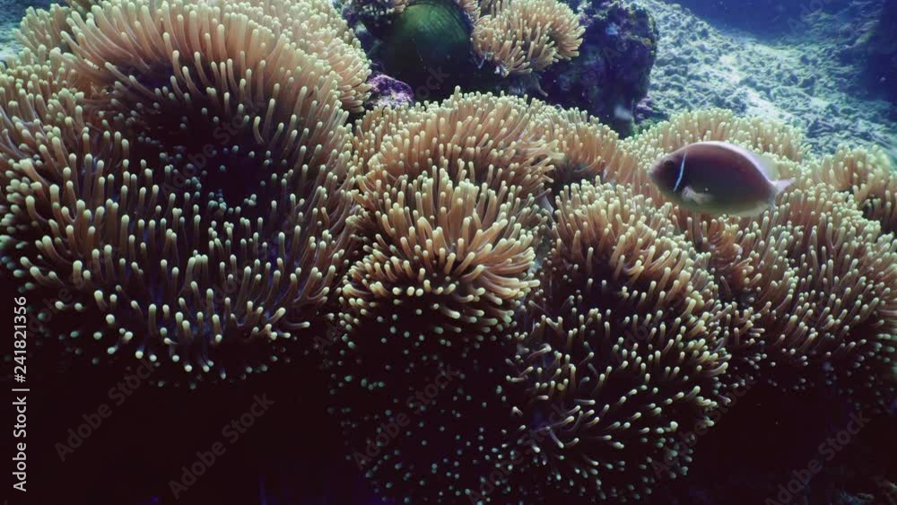 Clown anemonefish on coral reef, tropical fish. underwater world diving and snorkeling on coral reef. Hard and soft corals underwater landscape Clown anemonefish on coral reef, tropical fish. underwater world diving and snorkeling on coral reef. Hard and soft corals underwater landscape
