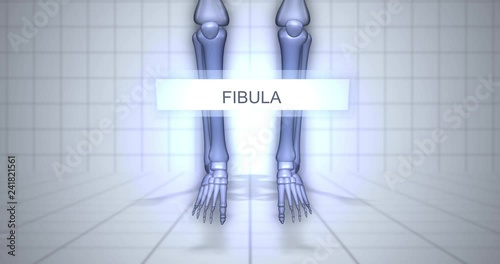 Zooming to skeleton - human anatomy concept - Fibula animation photo