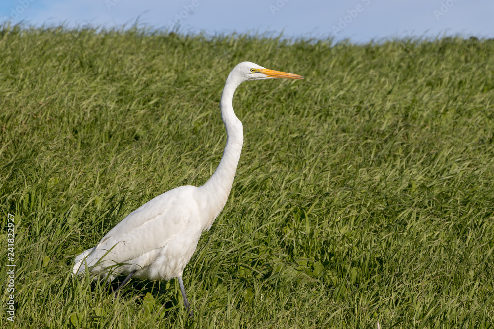 Obraz premium White Heron walking through tall, green grass on a sunny, spring afternoon