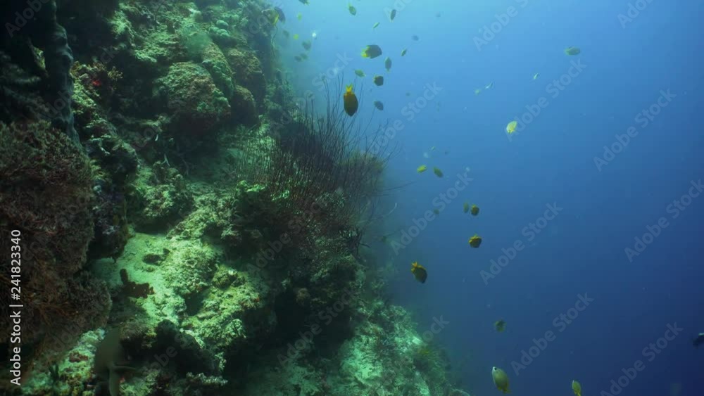 coral reef and tropical fish. underwater world diving and snorkeling on coral reef. Hard and soft corals underwater landscape coral reef and tropical fish. underwater world diving and snorkeling on coral reef. Hard and soft corals underwater landscape
