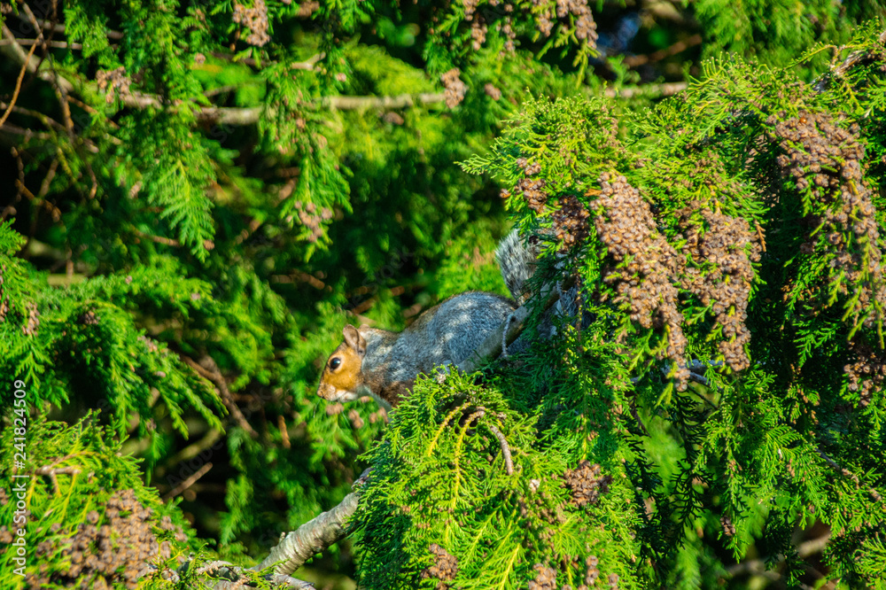Close up of single european grey squirrel in conifer trees green textured background with red seeds Close up of single european grey squirrel in conifer trees green textured background with red seeds