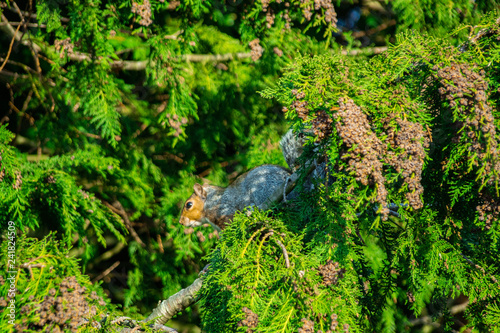Close up of single european grey squirrel in conifer trees green textured background with red seeds