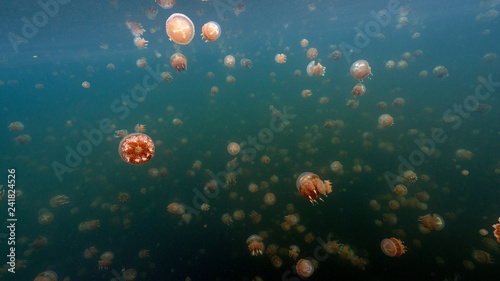 Jellyfish Lake in Palau is an enclosed marine lake containing millions of Golden and Moon Jellyfish. Unlike jellyfish commonly Palau's jellyfish have evolved not to sting in the absence of predators.