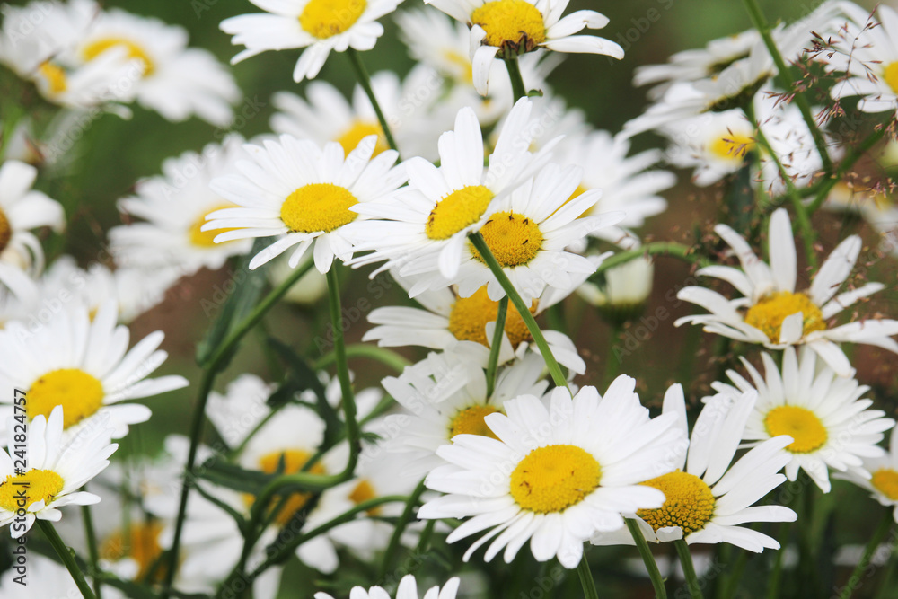 Fototapeta premium Daisy field in summer