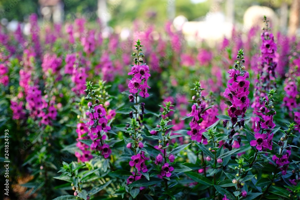 Obraz premium Beautiful nature Pinks flower in nature garden.