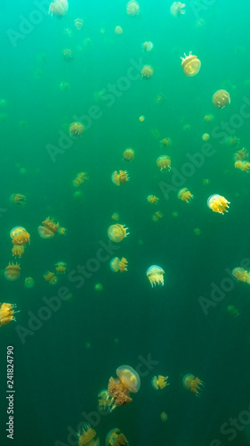Jellyfish Lake in Palau is an enclosed marine lake containing millions of Golden and Moon Jellyfish. Unlike jellyfish commonly Palau's jellyfish have evolved not to sting in the absence of predators.