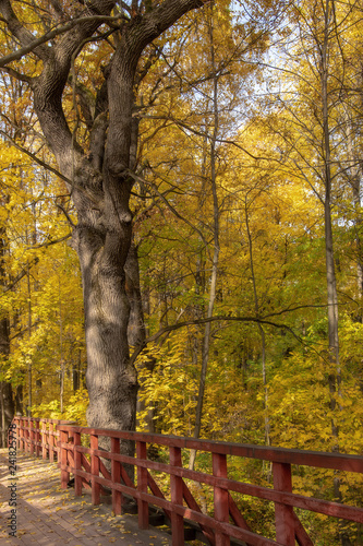 Tree next to a wooden bridge. Autumn landscape.