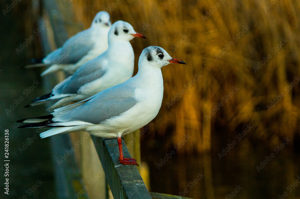 Fototapeta premium Black Headed Sea Gulls Perching on Bridge Handrail in Large Flock forming straight line