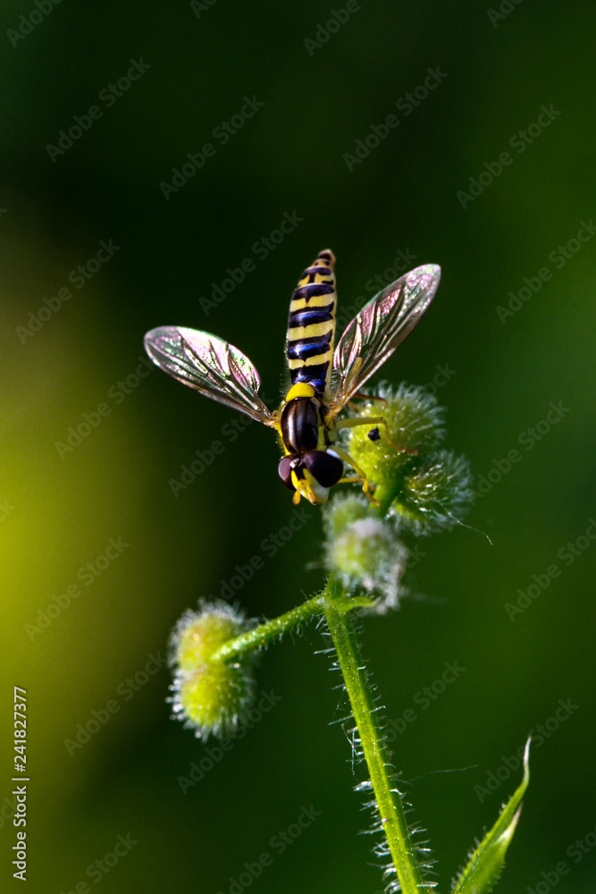 Flys and Hoverflys Flys and Hoverflys