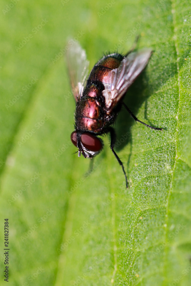 Naklejka premium Flys and Hoverflys