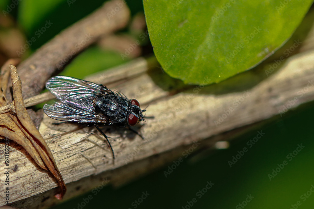 Flys and Hoverflys Flys and Hoverflys