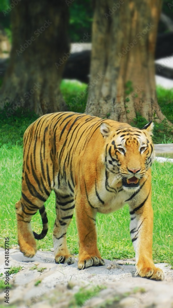 Fototapeta premium Tiger Background