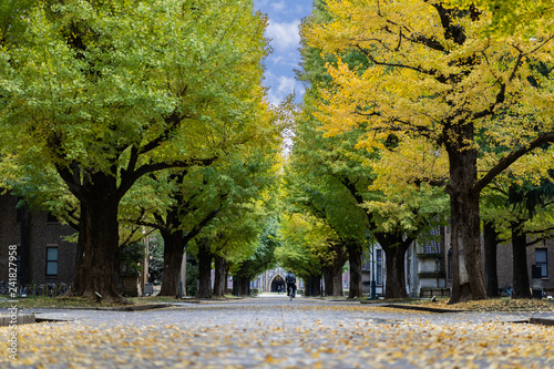Ginkgo yellow leaves at the road inside the University of Tokyo