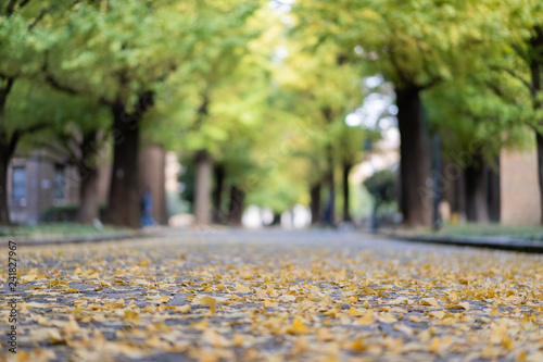 Ginkgo yellow leaves