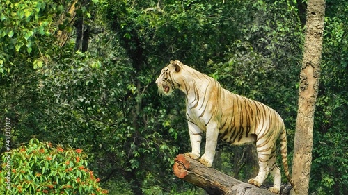 Indian Tiger in Zoo