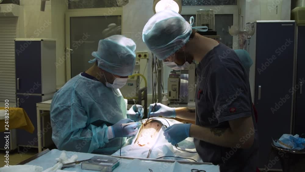 Veterinary with electrocoagulator make surgery for dog in the operating room of a veterinary clinic. Vets doing surgery in the clinic. Medicine, pet, animals, health care and people concept. Veterinary with electrocoagulator make surgery for dog in the operating room of a veterinary clinic. Vets doing surgery in the clinic. Medicine, pet, animals, health care and people concept.