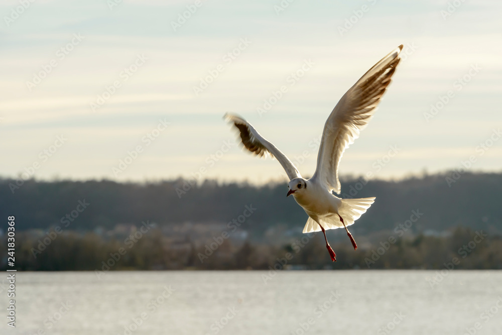 aerobatic veer of gull on lake waters, Angera, Italy - obrazy, fototapety, plakaty 