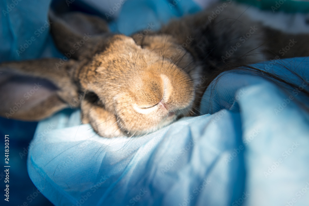 Injection of anesthesia, the rabbits and surgery, oral and