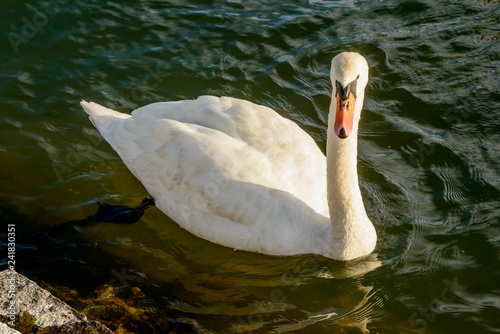 Fototapeta Naklejka Na Ścianę i Meble -  swan on lake water, Angera, Italy