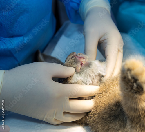 Injection of anesthesia, the rabbits and surgery, oral and maxillofacial surgery in veterinary medicine