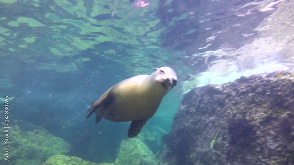 Mexico. Fascinating underwater diving with seals in the sea of Cortez. Mexico. Fascinating underwater diving with seals in the sea of Cortez.