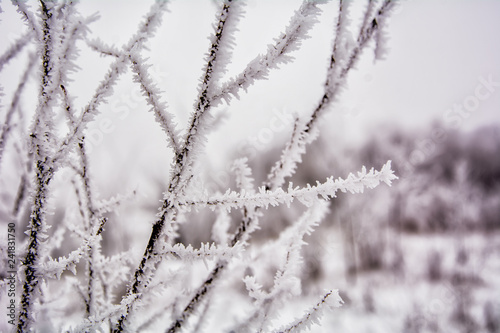 The frost on the branches of a tree in winter frost © Юрий
