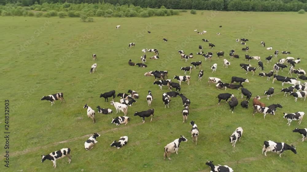 Aerial view cows graze on the green field pasture feed on grass.. Cows on summer pasture. Cows Grazing On a meadow Aerial view cows graze on the green field pasture feed on grass.. Cows on summer pasture. Cows Grazing On a meadow
