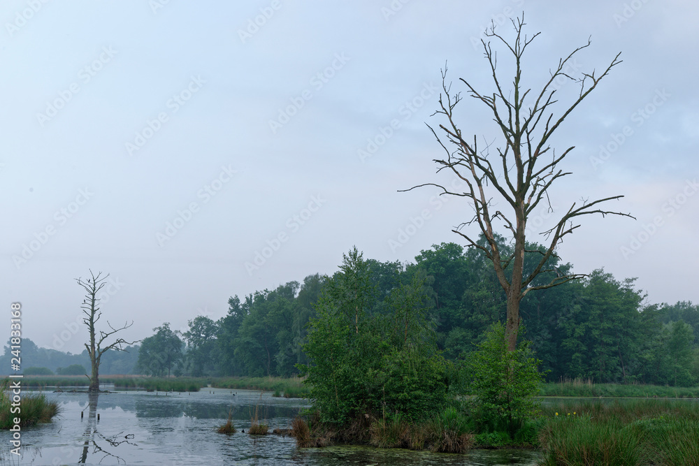 Obraz premium abgestorbener Baum im See