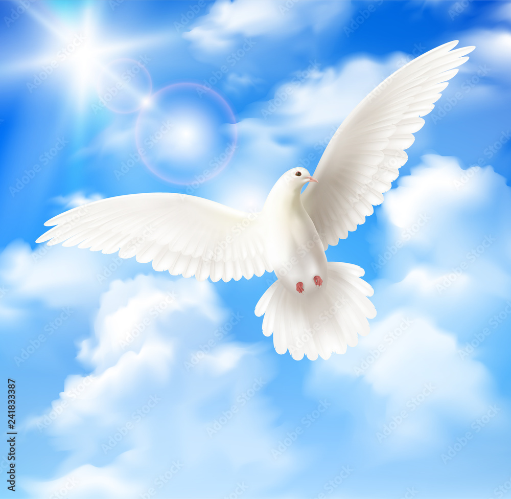 Obraz premium White Pigeon Background