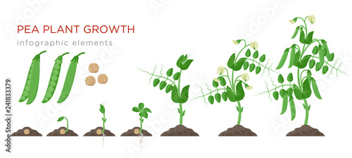Pea plant growth stages infographic elements in flat design. Planting process of peas from seeds sprout to ripe vegetable, plant life cycle isolated on white background, vector stock illustration.