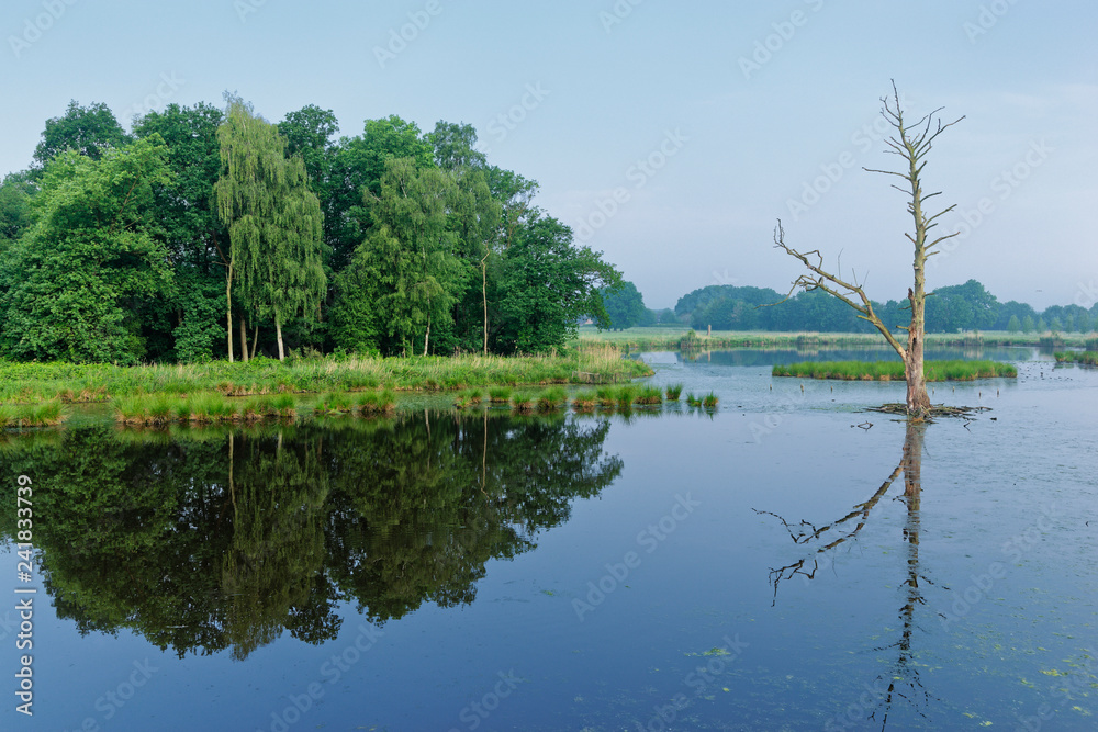 Obraz premium abgestorbener Baum im See